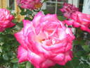 Seika, Cl. rose photo