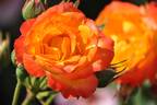 Fure-Daiko rose photo