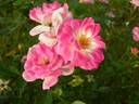 Hime rose photo