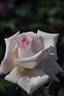 Haruyo rose photo