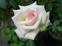 Hatsukoi rose photo