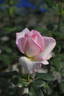 Himiko rose photo