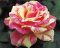 Fraisier rose photo