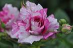 Arc-en-Ciel rose photo