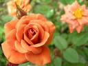 Teddy Bear, Cl. rose photo