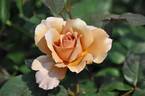 Julia, Cl. rose photo