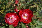 Iroha rose photo