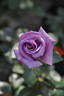 Aozora rose photo