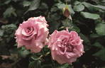 Ashura rose photo