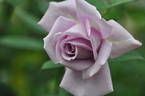Africa Star rose photo
