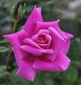 Clair de Lune rose photo