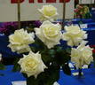 Amazing Grace '07 rose photo