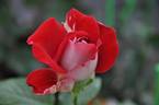 Triumph rose photo