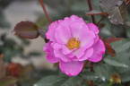 L'Espoir rose photo