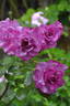 L'Espoir rose photo