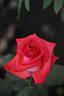 Raphaela rose photo