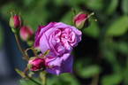 Burbank rose photo