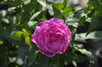 Burbank rose photo
