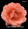 China Sunrise rose photo