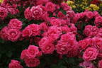 Urara, Cl. rose photo