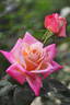 Hot Kouzaki rose photo