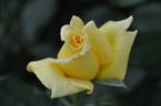 Honey Lodge rose photo