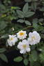 Bouquet Blanc rose photo