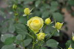 Creamy Eden rose photo