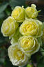 Creamy Eden rose photo