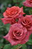 Black Tea rose photo