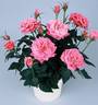 KORcarill rose photo