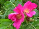 Kamchatka Rose rose photo