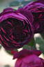 Ertuğrul rose photo