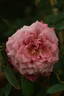 Amy Vanderbilt rose photo