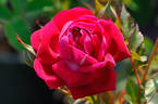 Saint Prix de Breuze rose photo