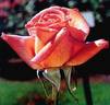 Anne Marie Trechslin ® rose photo