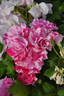 Astrid Späth Striped rose photo
