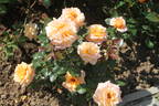 Atlantic Star rose photo