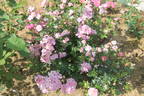 Blue Mist rose photo