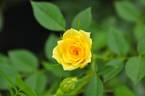 Sunsplash ™ rose photo