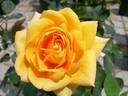Sevilla Forever rose photo