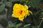 Bit o' Sunshine rose photo