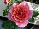 Brilliant rose photo