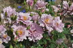 Couture Rose Tilia rose photo