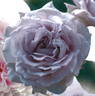 Blue Vague rose photo