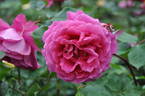 Grace Queen rose photo