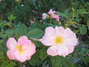 Applejack rose photo