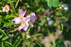 <i>Rosa uchiyamana</i> Makino rose photo