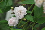 <i>Rosa anemoneflora</i> Fortune rose photo