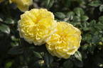 La Fontaine rose photo